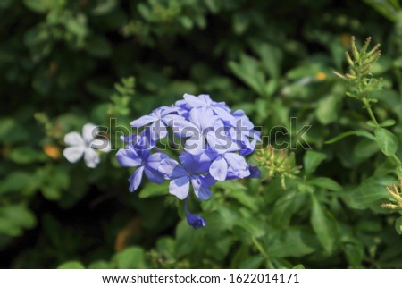 Beautiful blue cape leadwort. Picture is selective focus. Scientific name: Plumbago auriculata Lam. Family name: Plumbaginaceae. Common Name: Cape leadwort; White plumbago; Plumbago.
