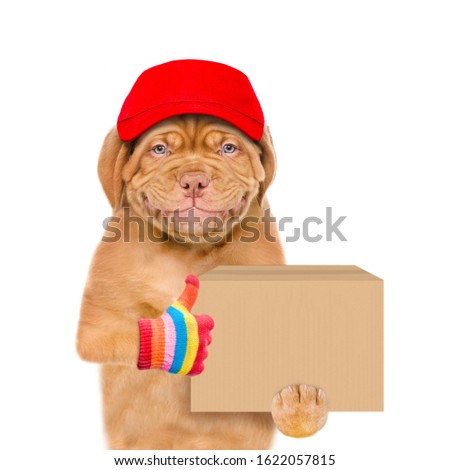 Smiling puppy wearing a red cap  holds big box and shows thumbs up gesture. isolated on white background.