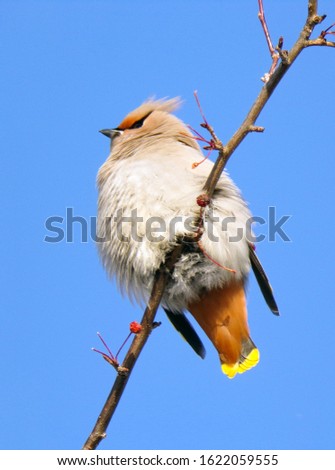 A bird sits on a tree branch against a blue sky. fluffy feathers of a bird in the winter frost.