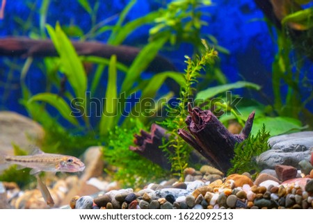 Green plants, snags and minnows in a home decorative aquarium. Soft focus