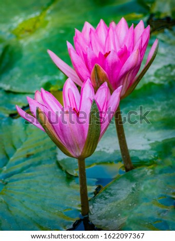Beautiful pink purple flowers of water lily or lotus flower Nymphaea in old verdurous pond. Big leaves of waterlily cover water surface. Water plant colorful nature ornamental background.