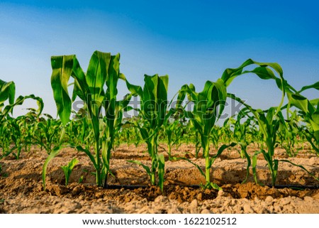 Blurred corn field or maize farm agriculture, seeding and planting organic food