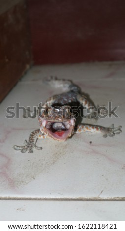 front side photo of asian house gecko with mouth open spotted on the floor