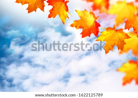 autumn landscape with bright colorful leaves. Indian summer. maple