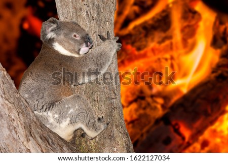 yelling crying koala in australia bush fire Royalty-Free Stock Photo #1622127034