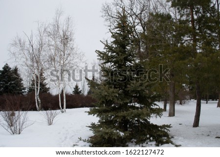 Winter, snow lies under the trees in the park