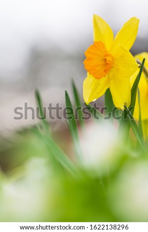 Yellow daffodils, spring flowers in the garden.
