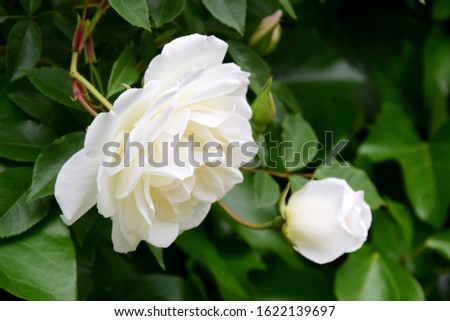 Noble white roses and rose buds in the garden
