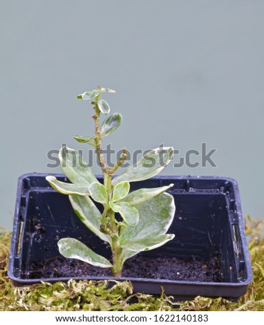 seedlings of small evergreen shrubs in pots