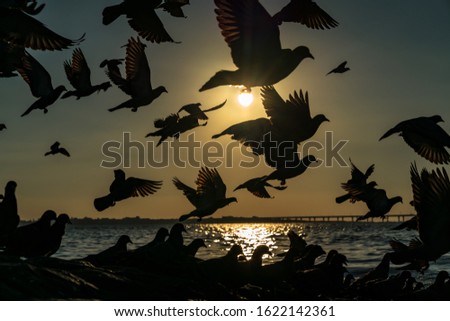 a group of pigeons take flight as it looks like one caught the sun along the way