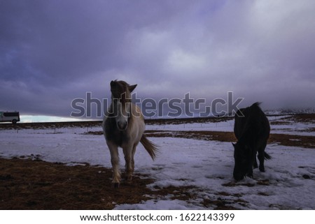 Horses in Iceland. Amazing colors in winter.