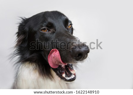 Close up portrait of a cheerful purebred Border Collie dog showing big tongue, licking his muzzle, isolated on grey wall with copy space. Funny puppy emotion, mouth open.