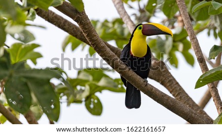 Swainson's Toucan, Chestnut-mandibled Toucan seen near Tarcoles river, Costa Rica