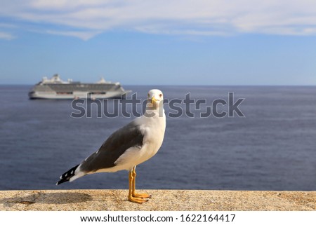 Beautiful mediterranean gull standing against the sea with a cruise ship