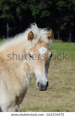 Saxonia-Thuringia Coldblood Horse