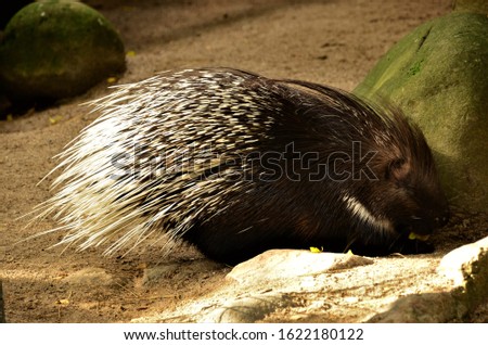 A view of an Indian Porcupine in an animal park enclosure. 