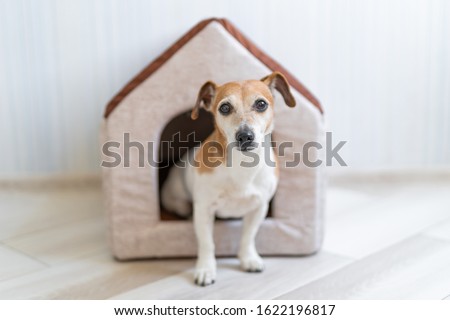 Dog sitting in pet booth. Cozy house inside interior Royalty-Free Stock Photo #1622196817