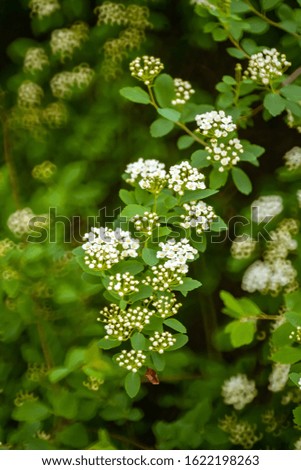 Top view of a white flowering spirea branch on a background of blurred green leaves in circles.