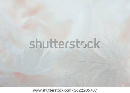 Closeup white, pink feathers background