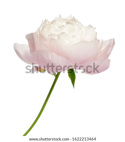 Single pink peony isolated on white