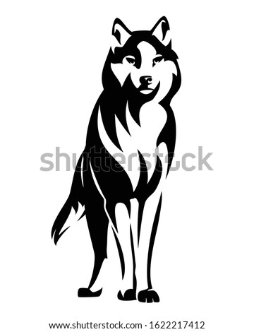 wild wolf standing en face and watching attentively - black and white animal vector design