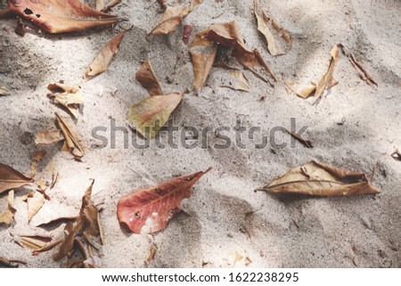 dry brown leaves fall on the sand beach                  