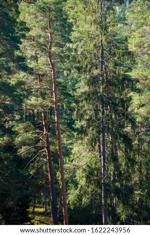 Beautiful evergreen coniferous forest on a clear autumn day. Sun rays through the pine branches. Finland