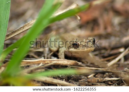 An Eastern spadefoot on the ground surrounded by grass and leaves with a blurry background