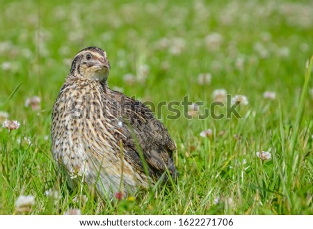 Quail living in free-range summertime photo. Bird in grass close up capture.