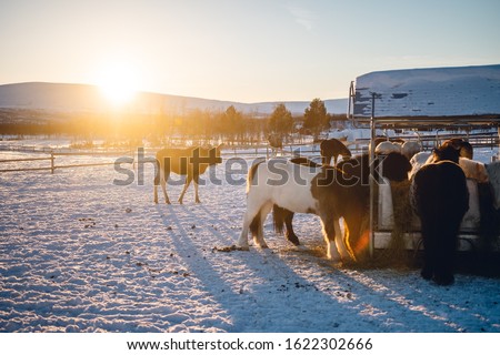 A beautiful shot of horses eating hay with a moose walking around in the north of Sweden