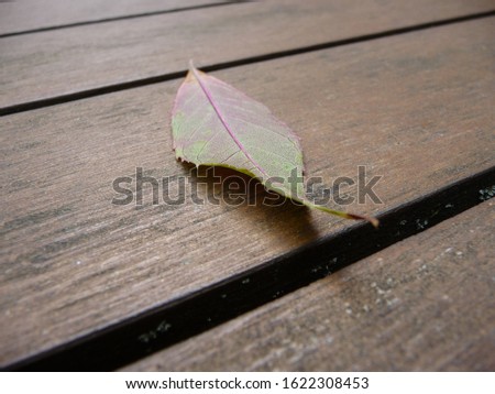 a green leaf lies on a wooden table
