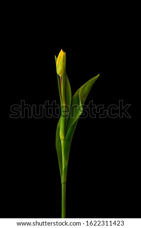 elegant single isolated yellow green veined tulip,,minimal art vintage painting style macro on black background