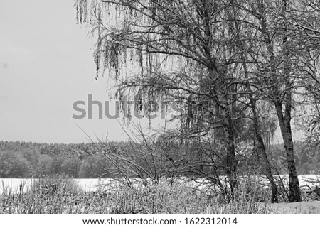 trees covered in snow on a cold winters day stock photo