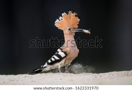Close up portrait of breeding Hoopoe bringing food to his/her chicks in early morning woodland environment