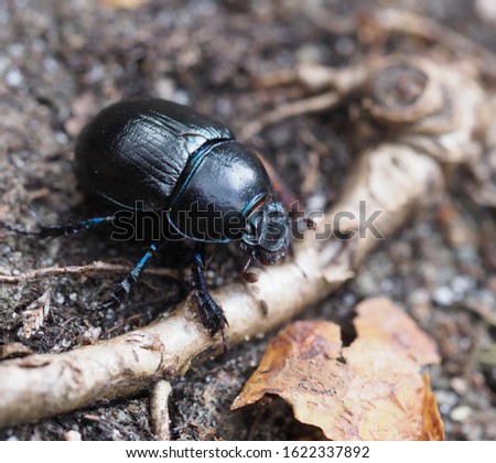 The dor beetle, Anoplotrupes stercorosus, earth-boring dung beetle  Royalty-Free Stock Photo #1622337892