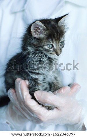 Small gray kitten in the arms of a veterinarian doctor close-up.