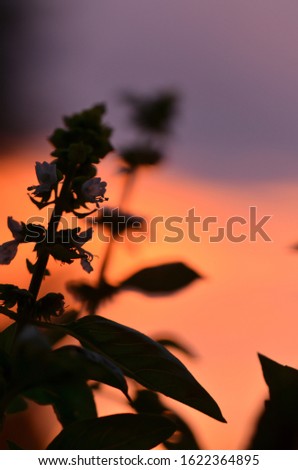 Silhouette of flower at sunset.