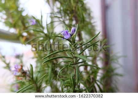 Fresh Rosemary herb with a purple flower in garden pot on a windowsill. Selective focused picture of aromatic plant, this herbal bush is usually the ingredient of food and drink.