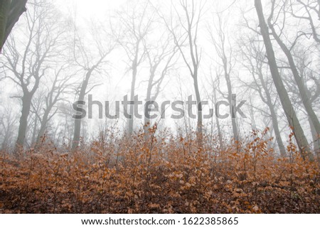 german winter forest in fog. Dark Darkness. Wallpaper. Background 