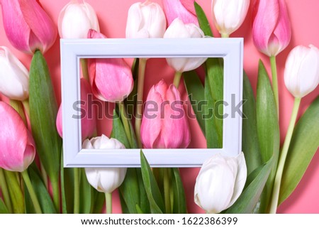 Pink and white tulips flowers on pink background. Saint Valentines Day frame or background. Flat lay, top view
