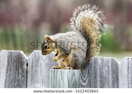 Grey squirrel in Colorado on a fencepost assumes a prayerful pose.  Summertime on the Front Range of Colorado brings out the wildlife, both large and small, including a variety of squirrels.