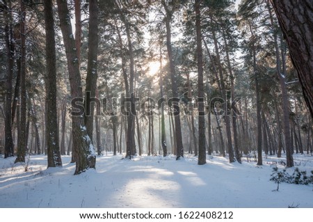 The beautiful forest belongs to the Kozlin forestry in Ukraine.