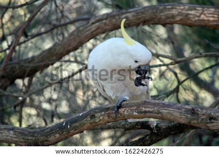the sulphur crested cockatoo is preening his claw