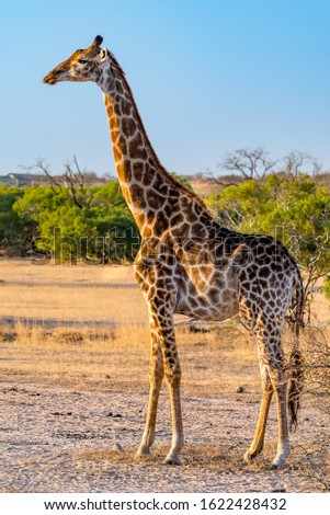 one wild bull giraffe in south africa on safari game drive. Blue sky in background in African bush. 