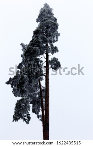A vertical low angle shot of a beautiful tall tree with the bright sky in the background