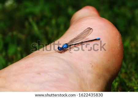 A bright blue damsel fly on a Caucasian person's foot on a summer day in the grass. 
