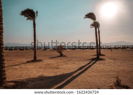 Summer photo of beach background with palms and free space for your decoration.Blue sky and sunny day 