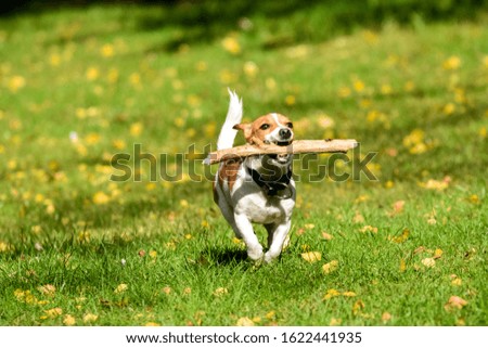 Jack Russell is playing on a greenfield site with a stick Royalty-Free Stock Photo #1622441935