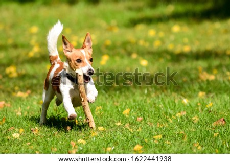 Jack Russell is playing on a greenfield site with a stick Royalty-Free Stock Photo #1622441938