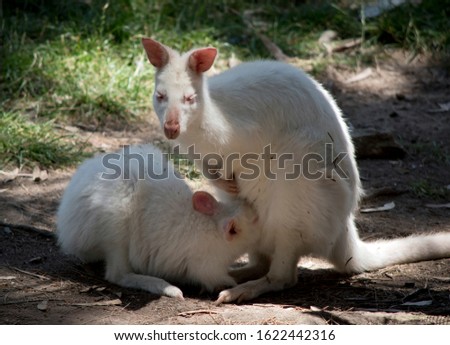 the albino red necked wallaby is drinking from the pouch